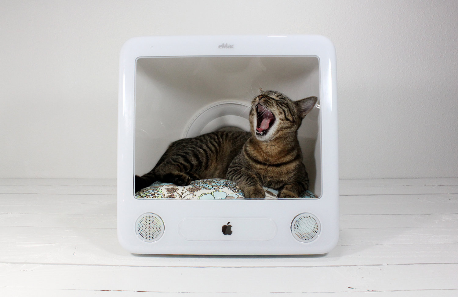 Cat in Mac